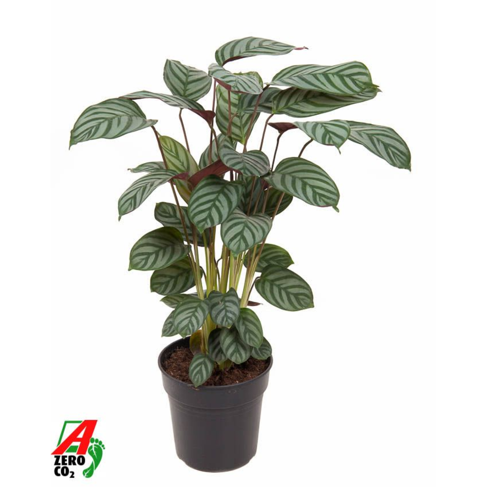 Calathea Green Flag.