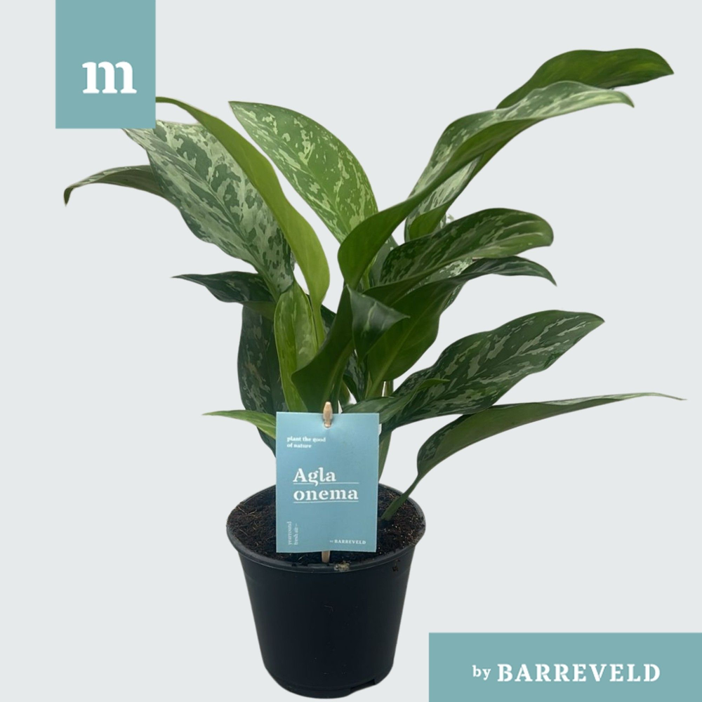 Green agla 'Splash' (Aglaonema).