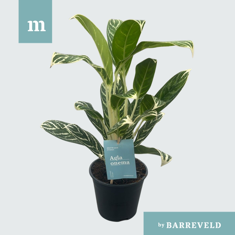 Green agla Ivy Green.