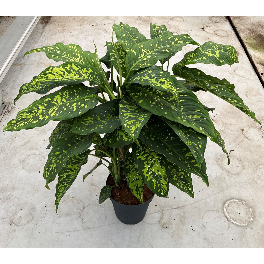 Dieffenbachia 'Spotty 30cm.