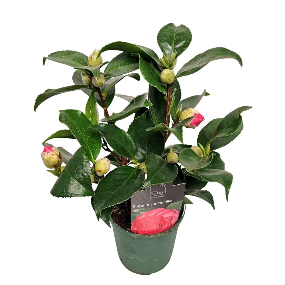 Camellia Japonica Rood.