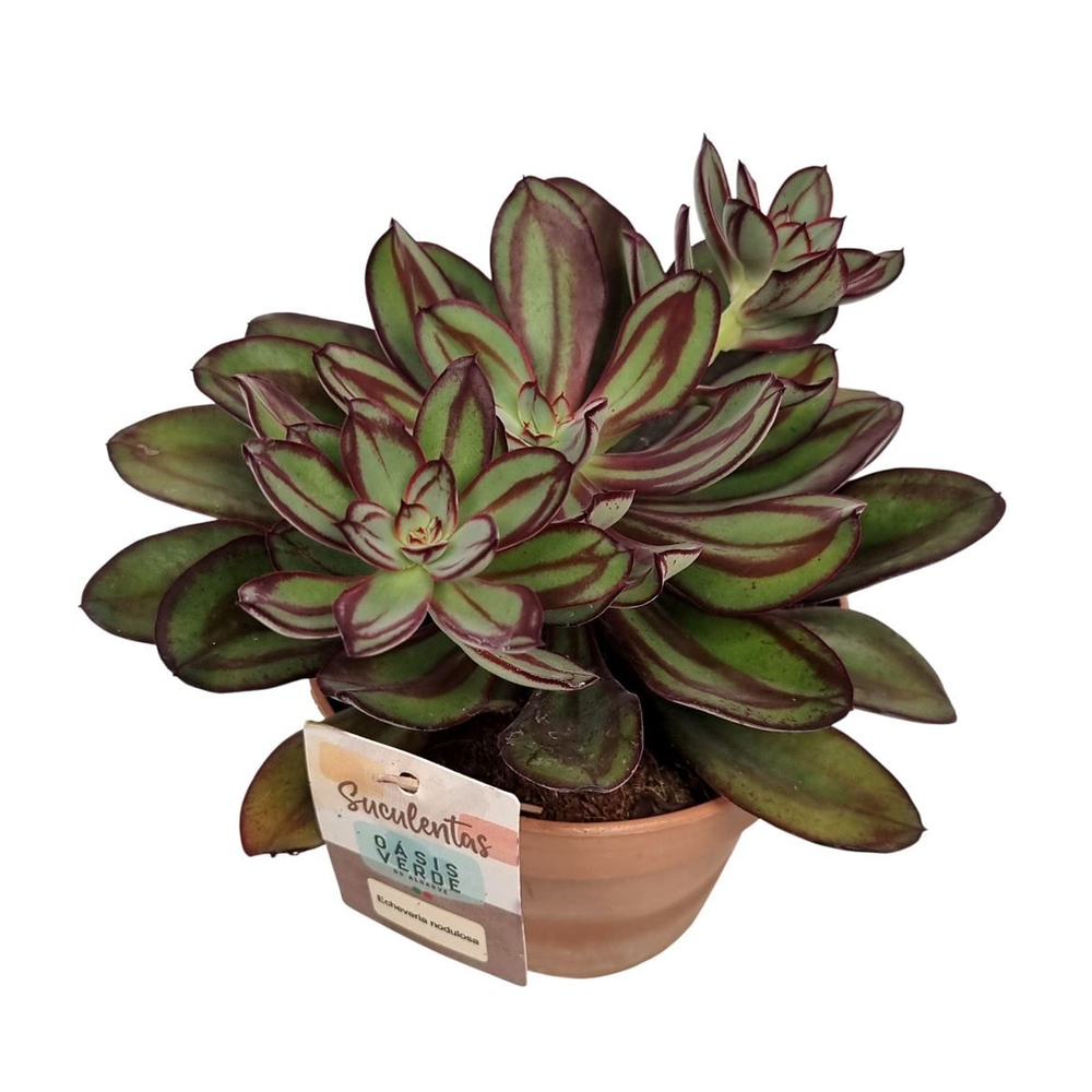 Crassula Nodulosa - 1154.