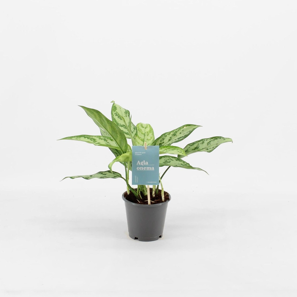 Green Agla 'Silver Queen ' (Aglaonema).