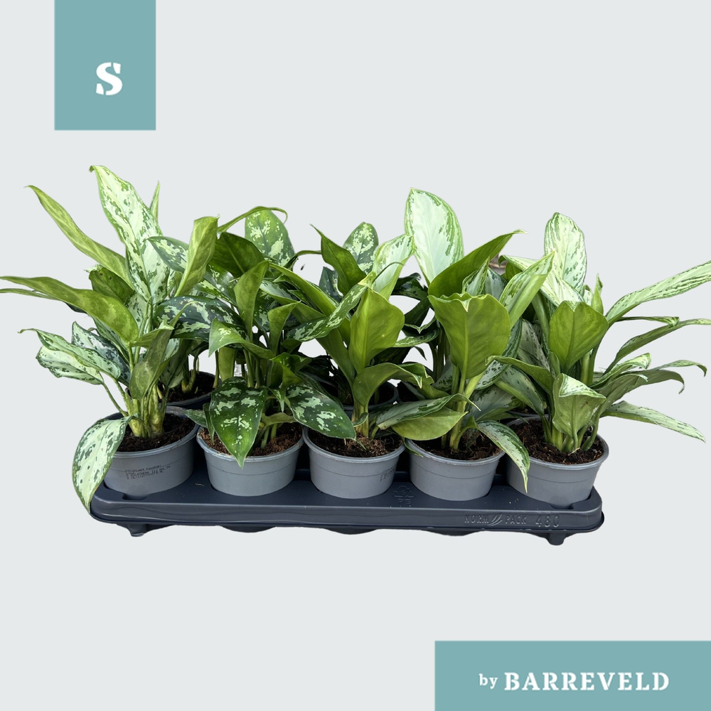 Green Agla 'Mixtray' 11cm (Aglaonema).