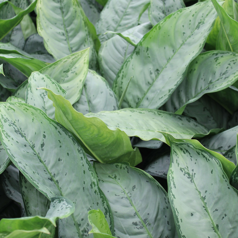 Green Agla 'Green Lady' (Aglaonema).
