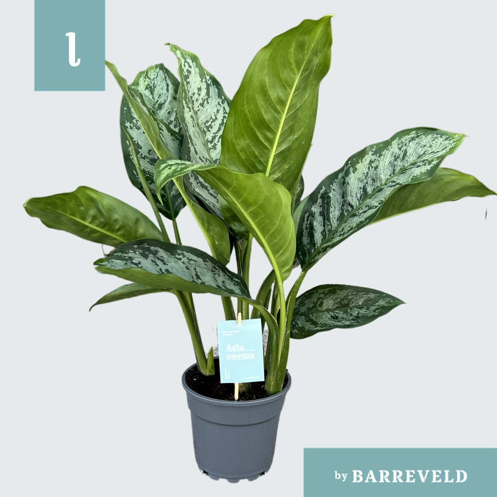 Green Agla ‘Chantal’ (Aglaonema).