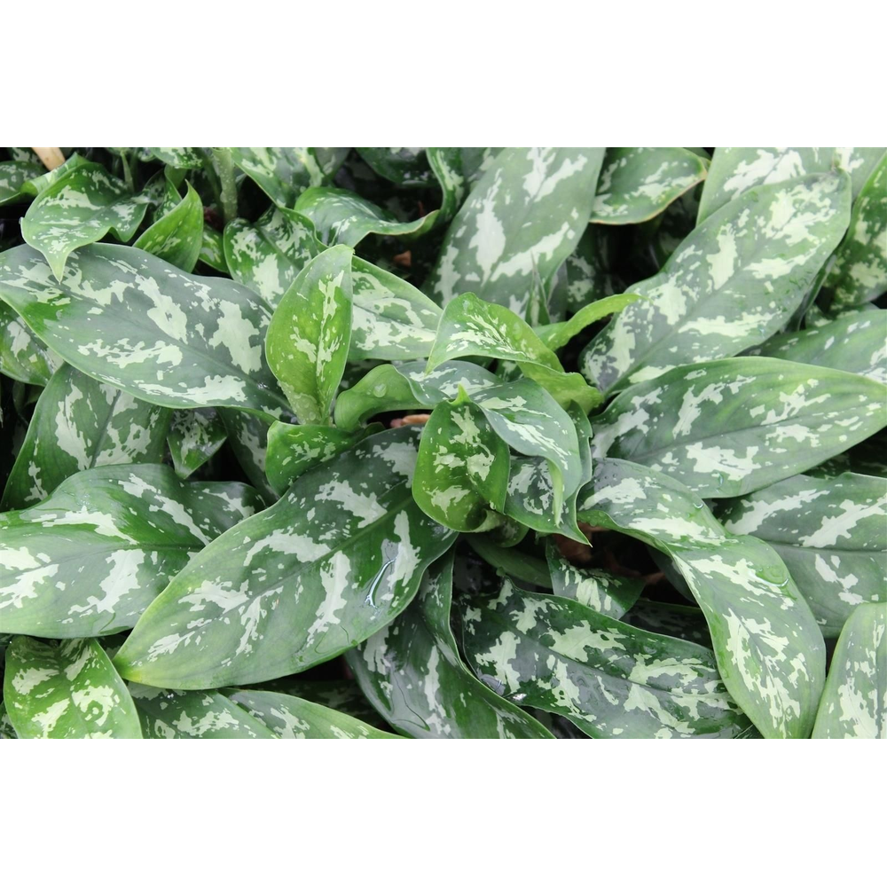 Green Agla mix (Aglaonema).