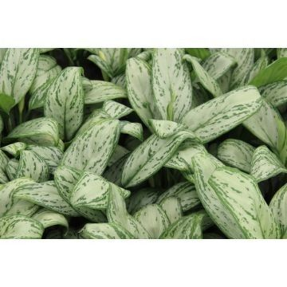 Green Agla mixtray (Aglaonema).