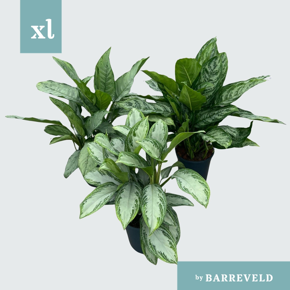 Green Agla Mix (Aglaonema).