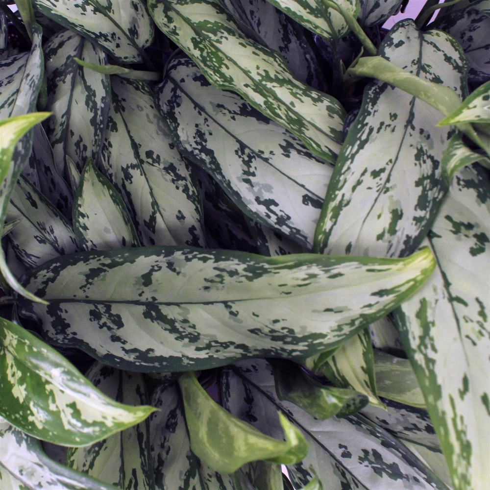 Green Agla 'Silver Queen Compact' (Aglaonema).