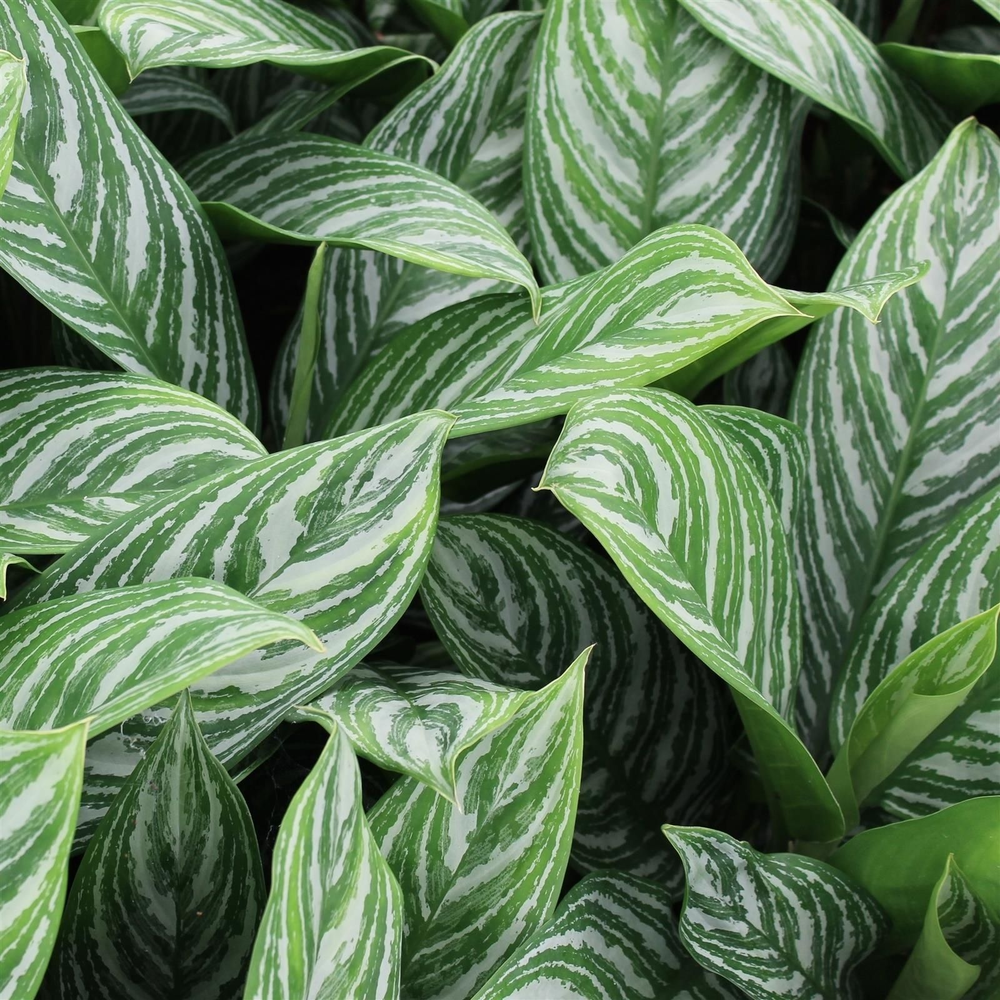 Green Agla mixtray (grootbladig) (Aglaonema).