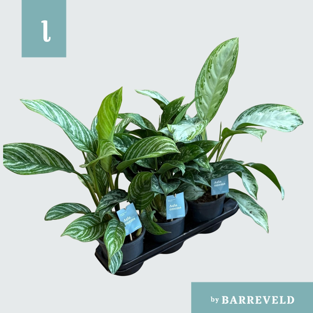 Green Agla mixtray 3Gaats (Aglaonema).