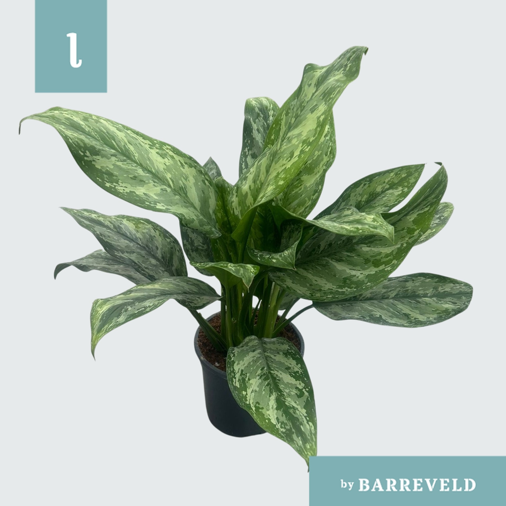 Aglaonema ‘Painted Princes’.