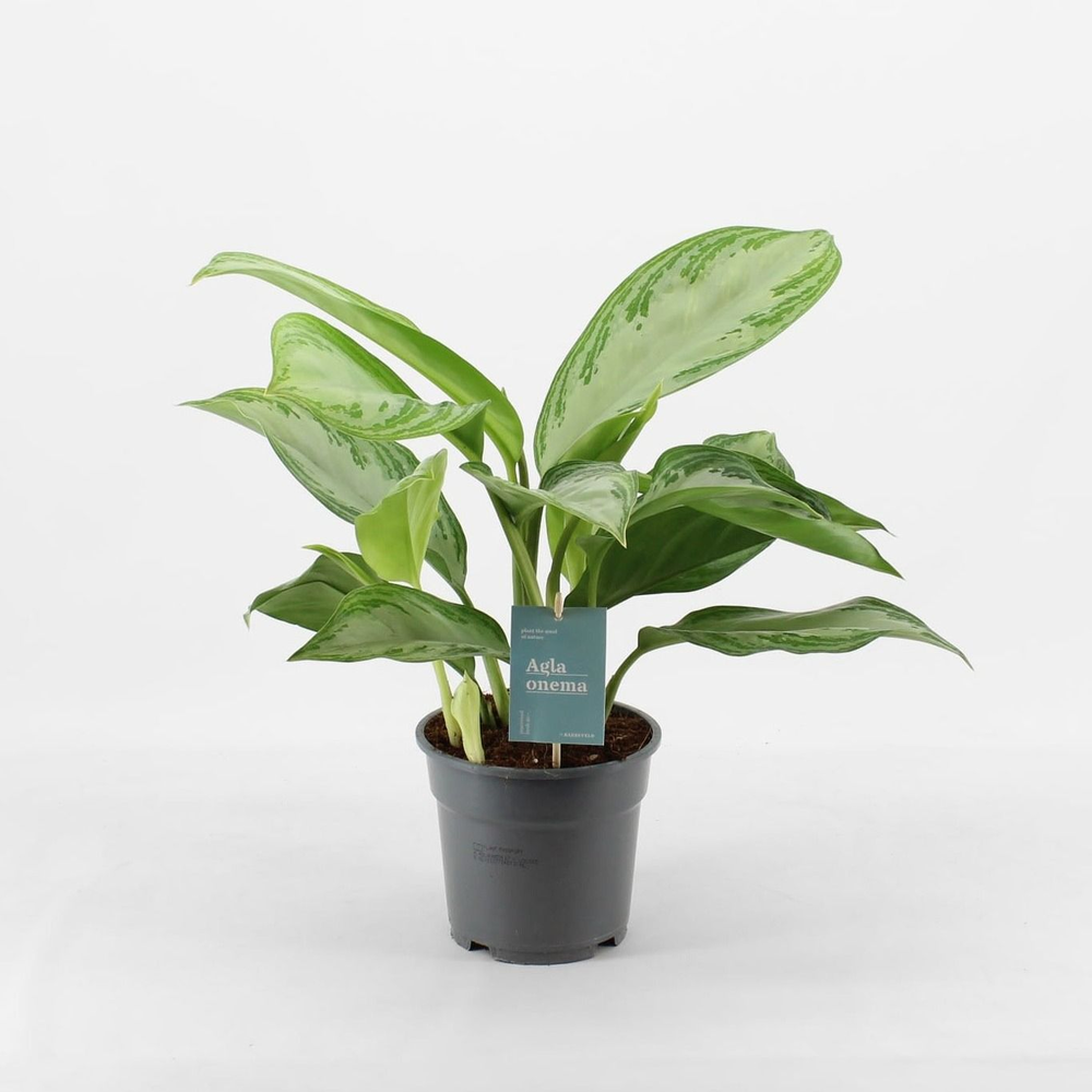Green Agla 'Silver Bay' (Aglaonema).