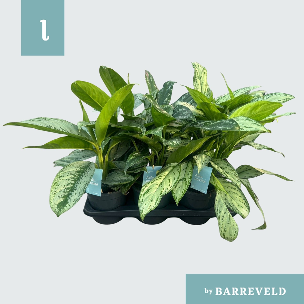 Green Agla mix (kleinbladig) (Aglaonema).