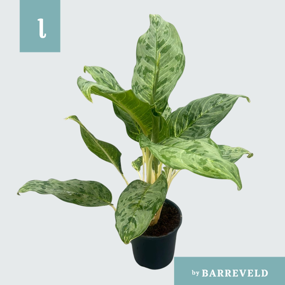 Green Agla 'Peacock' (Aglaonema).