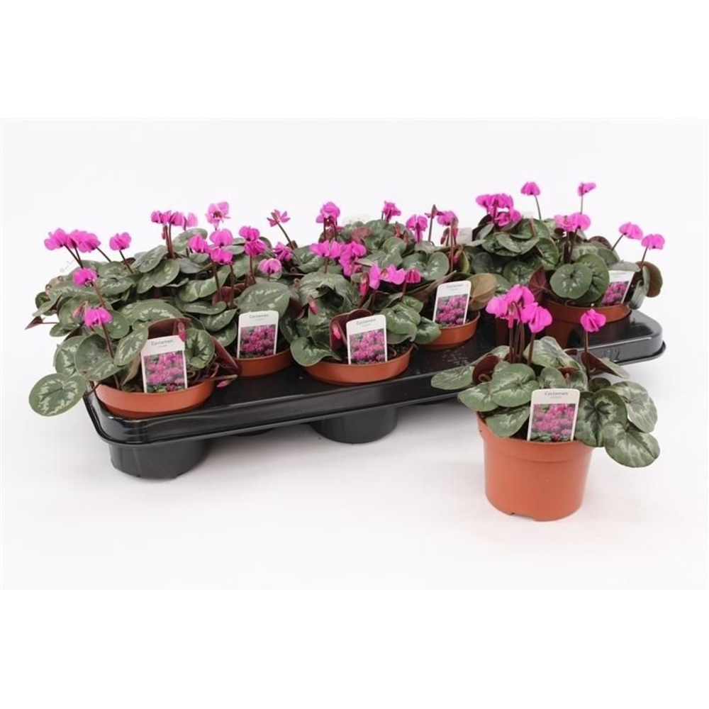 Cyclamen Coum Purple.