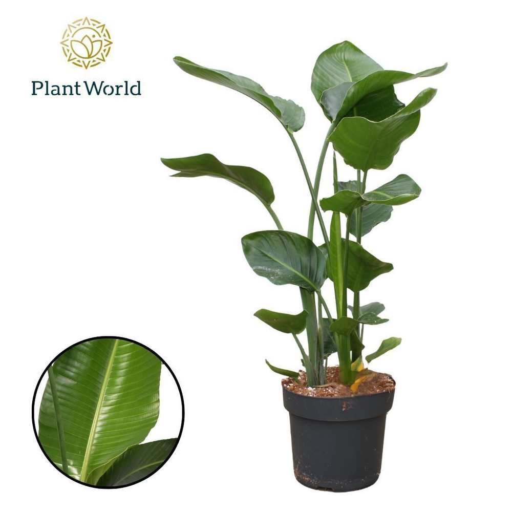 Strelitzia Nicolai 3 PP (zonder bloem) 100-120cm.