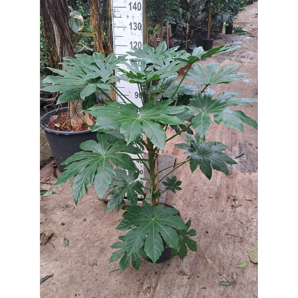 Fatsia Japonica 130.