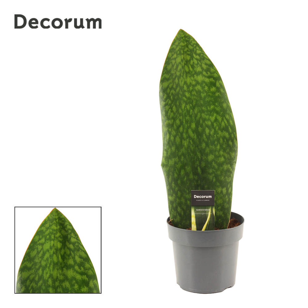 Sansevieria Masoniana 17 cm Green (Decorum).