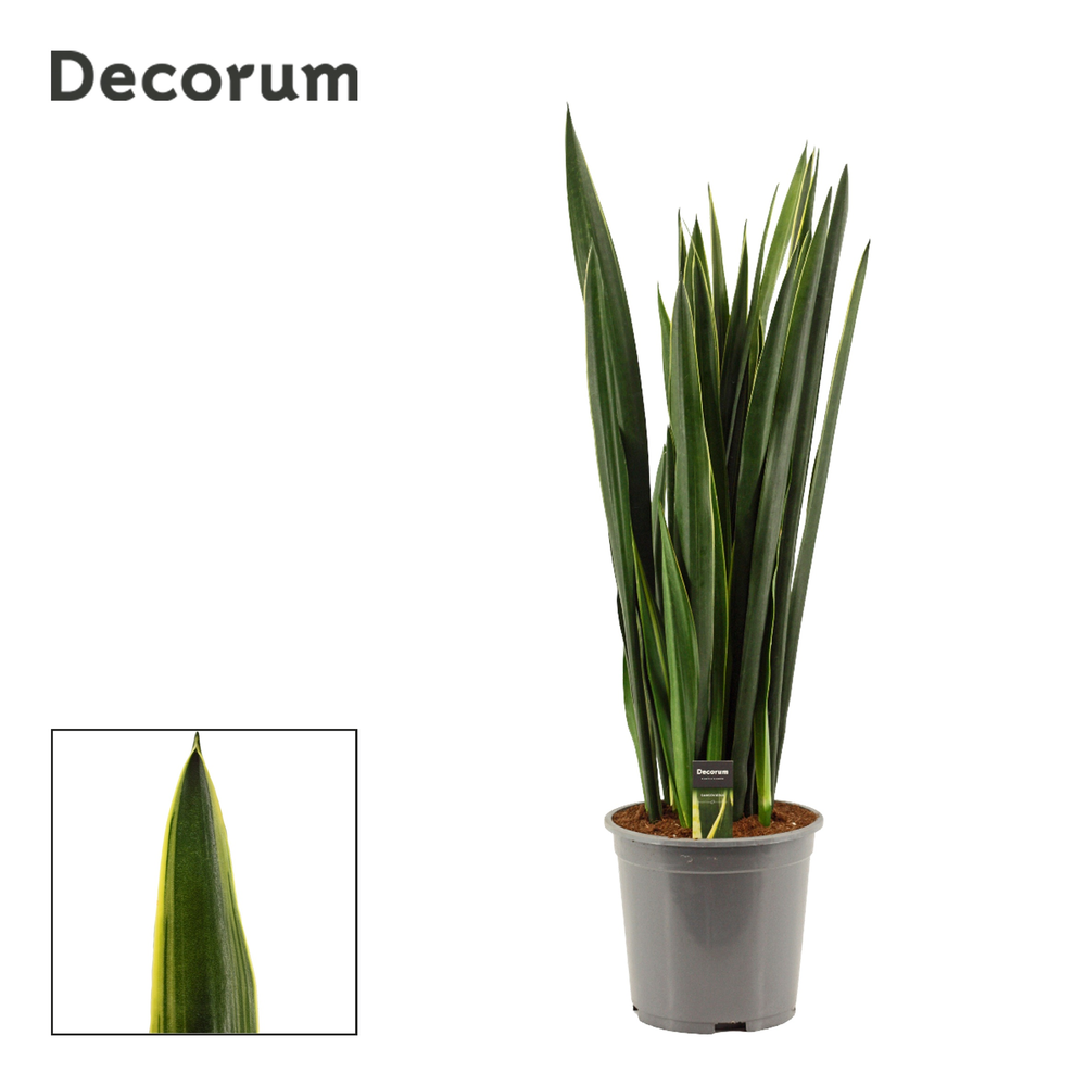 Sansevieria Black Coral Gold Edge 27 cm (Decorum).