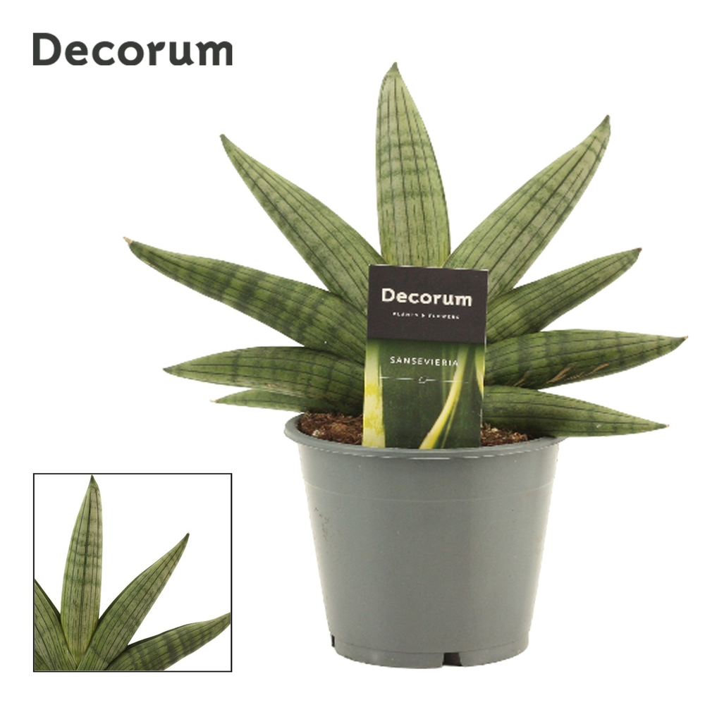Sansevieria Rookie Fan 12 cm (Decorum).