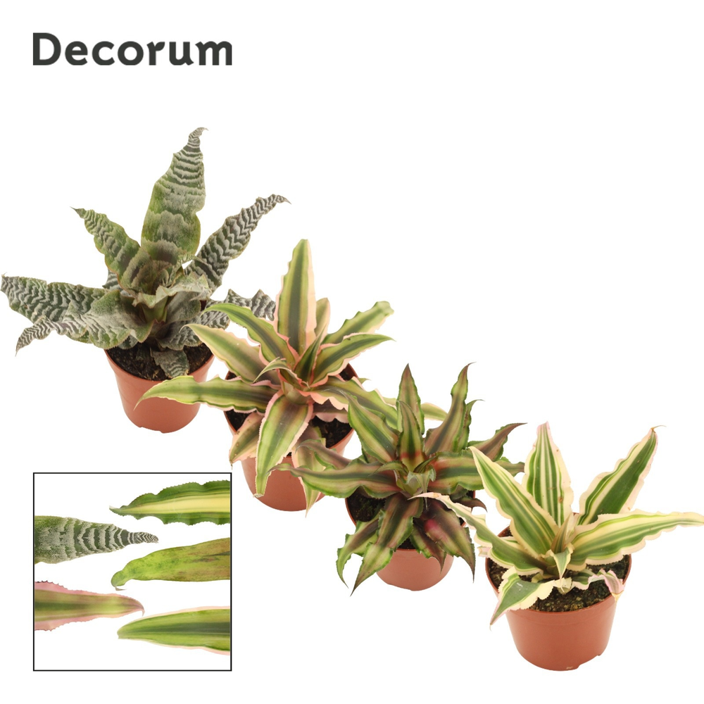 Cryptanthus 9 cm Mix (Decorum).