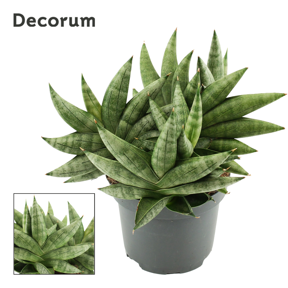 Sansevieria Artistic Fan 9 cm Multi (Decorum).