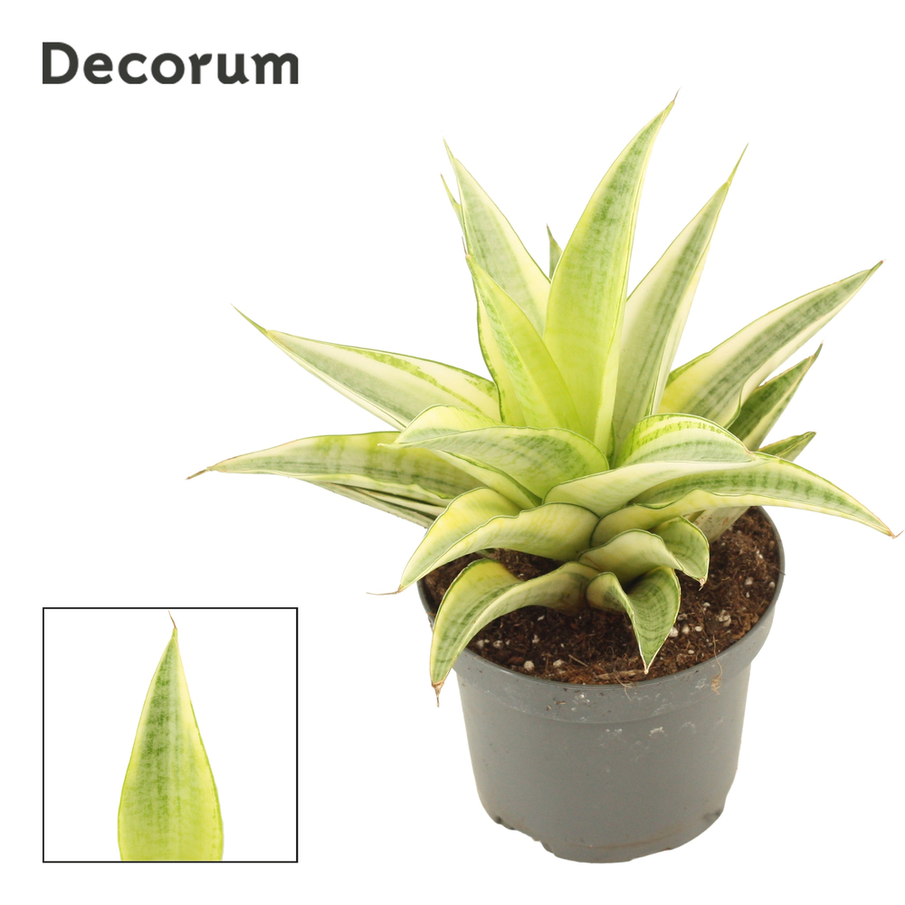 Sansevieria Gabriella Crown 9 cm (Decorum).
