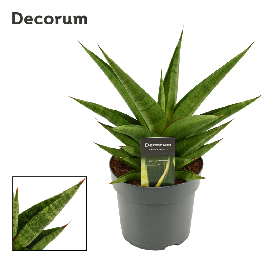 Sansevieria Snow Lotus Crown 14 cm (Decorum).