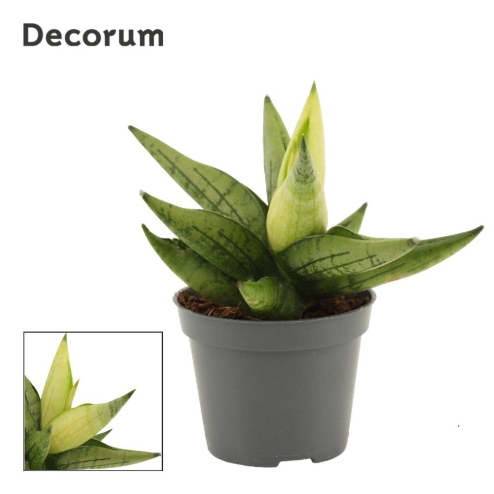 Sansevieria Yellow Tip Crown 6 cm (Decorum).