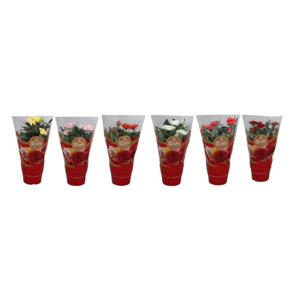 Rosa Favourite Roses diversen per laag/kar.