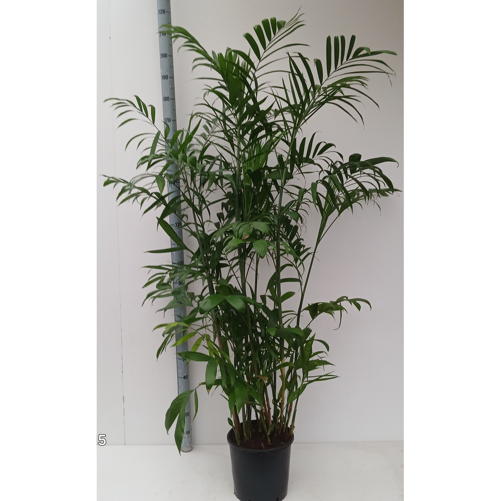 Chamaedorea seifrizii.