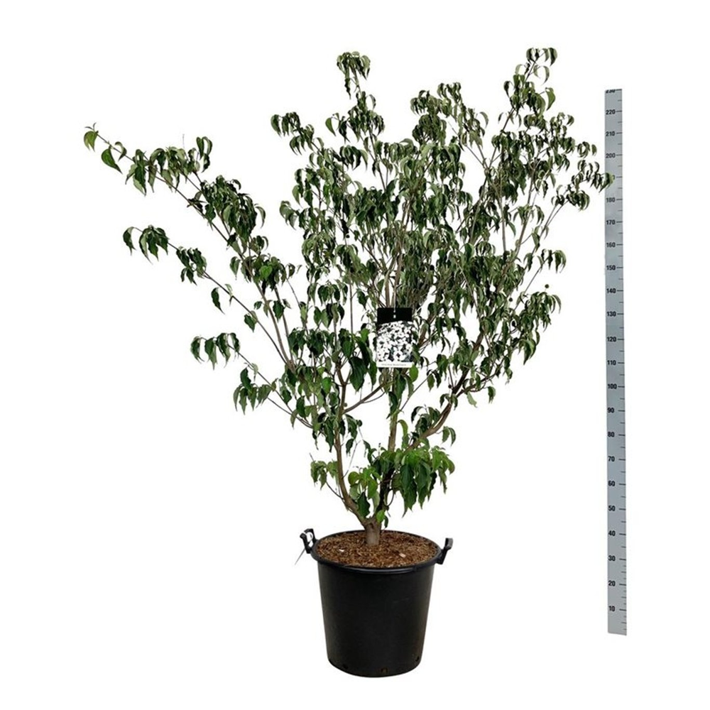 Cornus kousa 'Weisse Fontaine'.