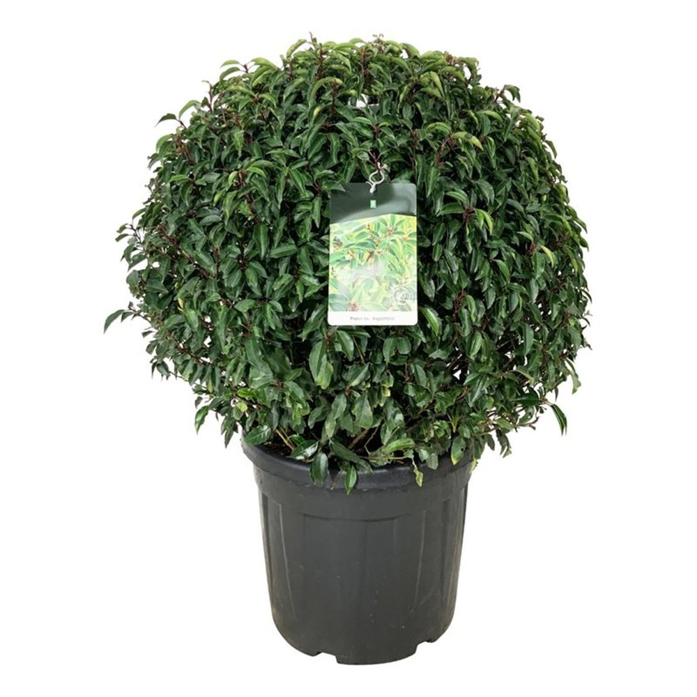 Prunus lus. 'Angustifolia'.