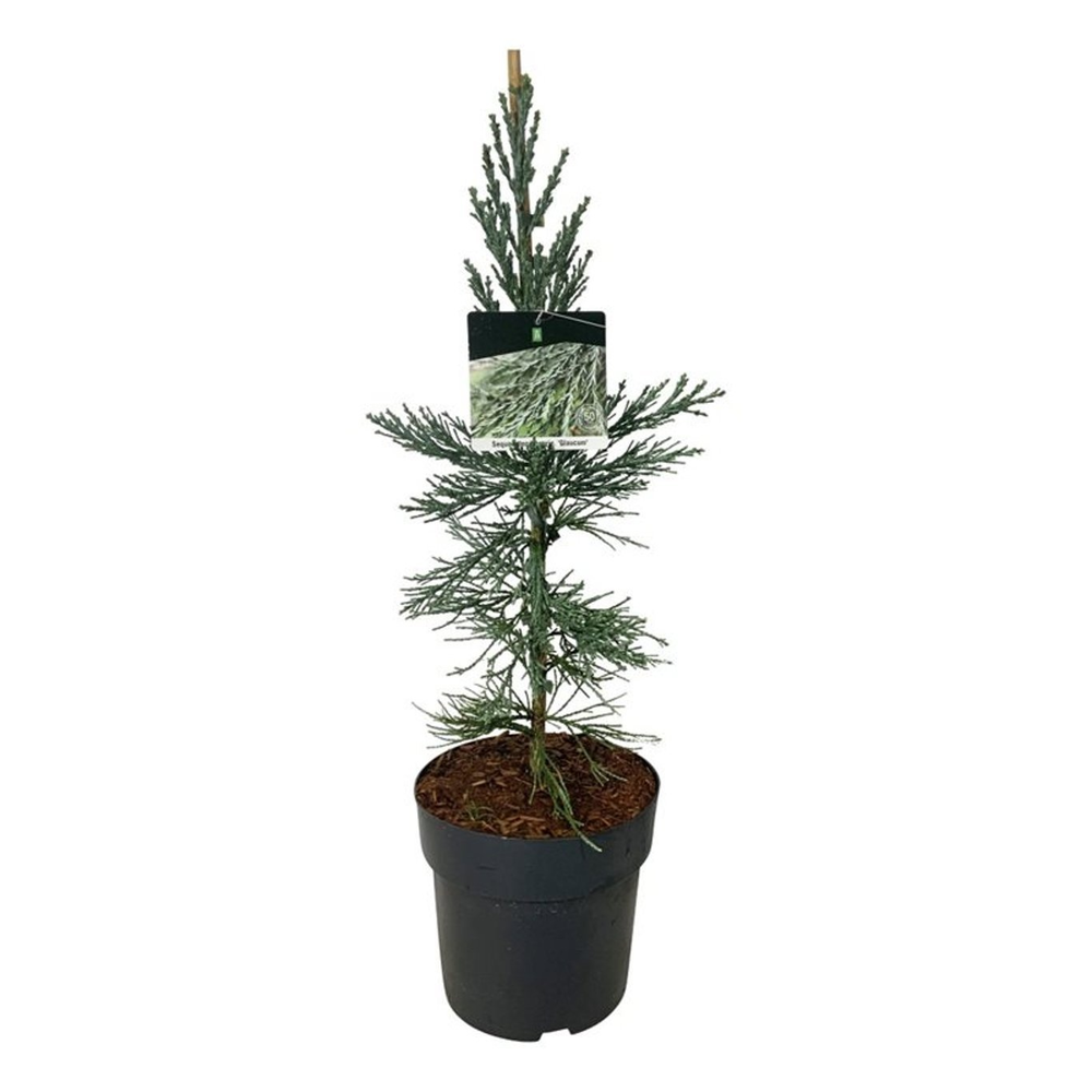 Sequoiadendron gig. 'Glaucum'.