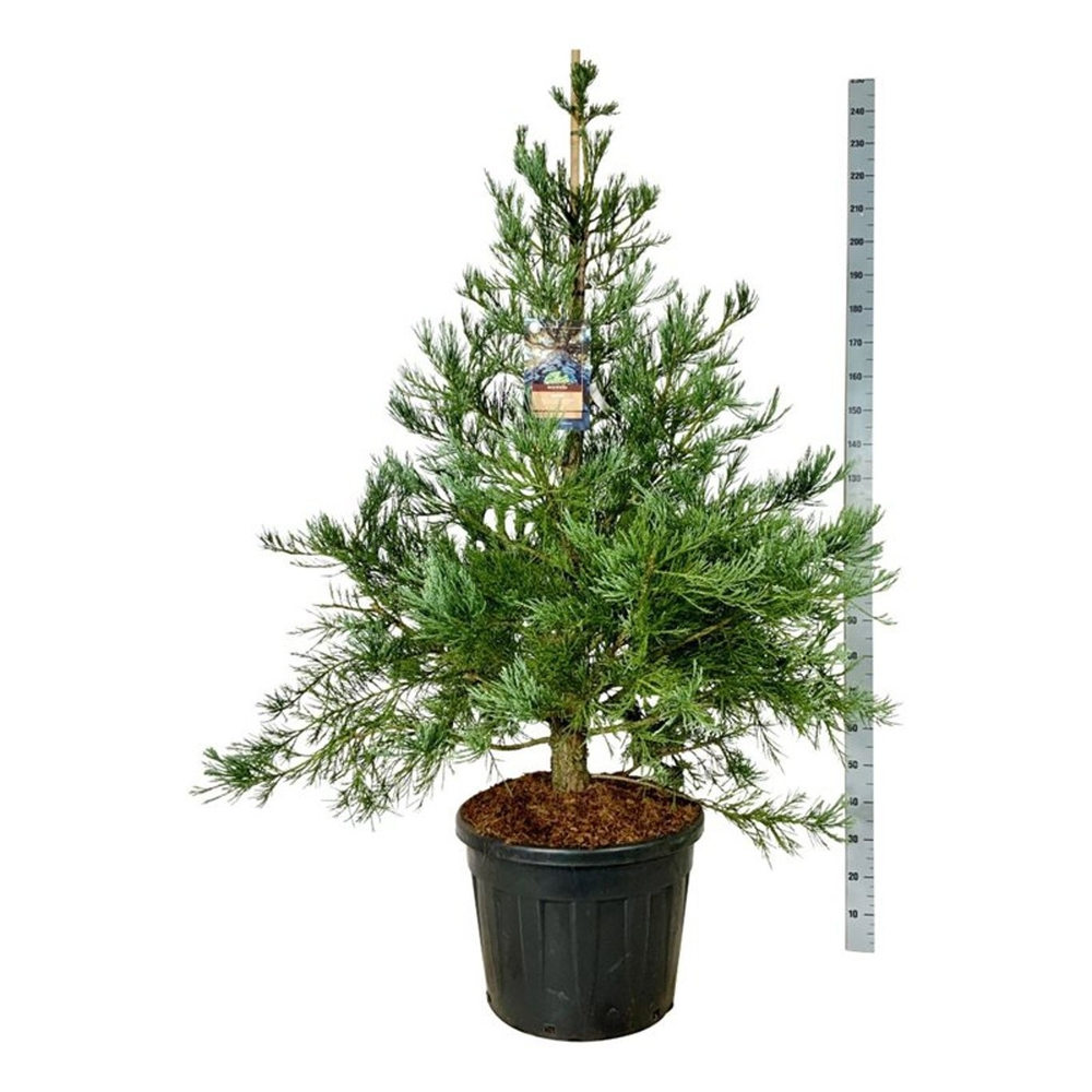 Sequoiadendron g. 'H. Mammoth One'.