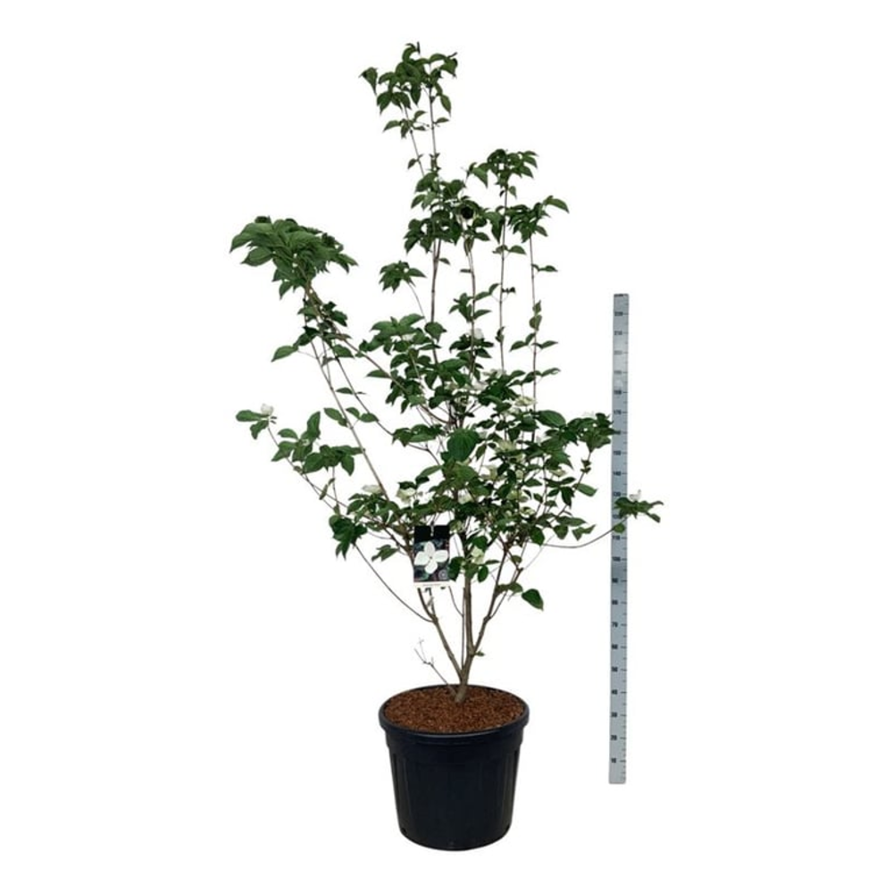 Cornus kousa 'Venus' ®.