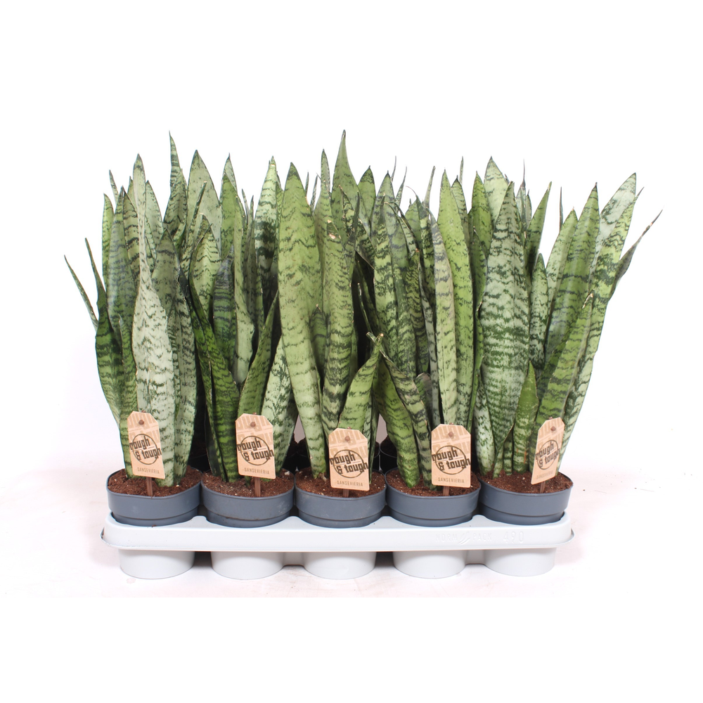 Sansevieria zeylanica XL.