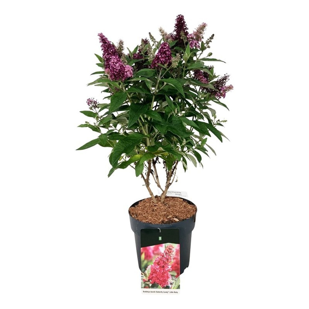 Buddleja d. B. Candy Little Ruby.