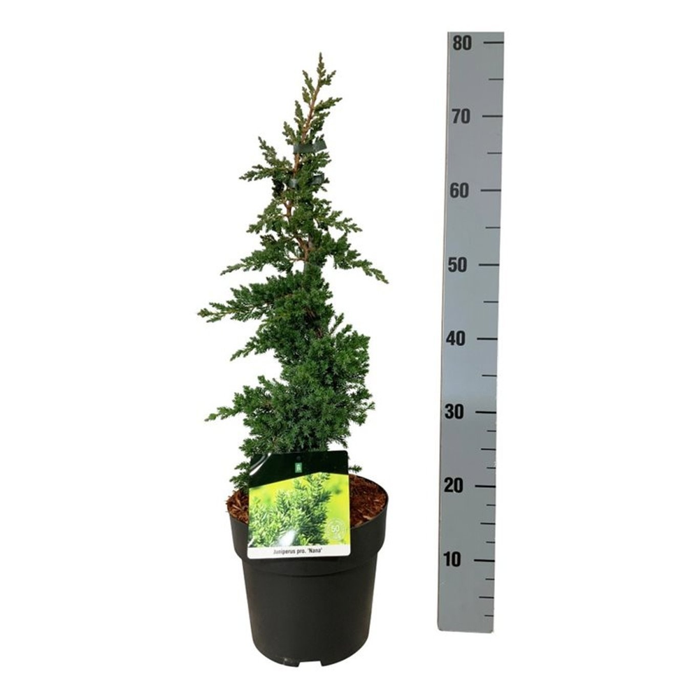 Juniperus proc. 'Nana'.