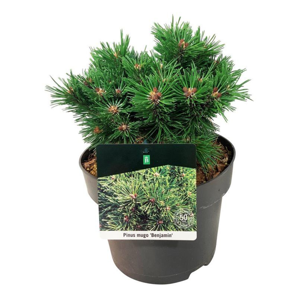 Pinus mugo 'Benjamin'.
