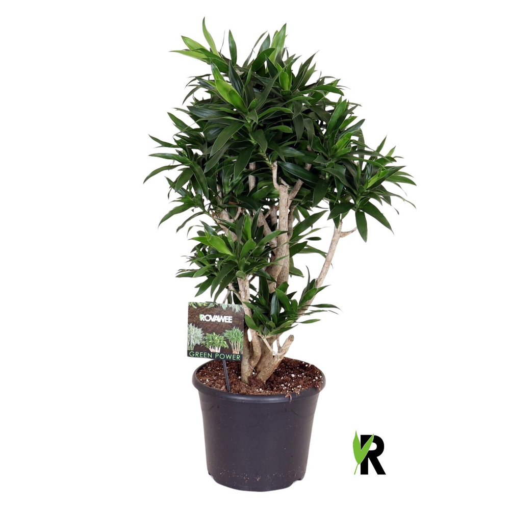 Dracaena reflexa vertakt.