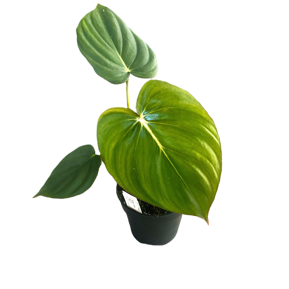 Philodendron 'Mc Dowell' p12.