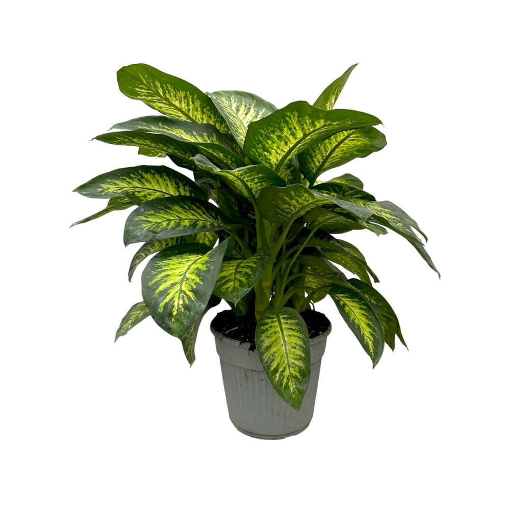Dieffenbachia seguine 'Tropic Snow' P35.