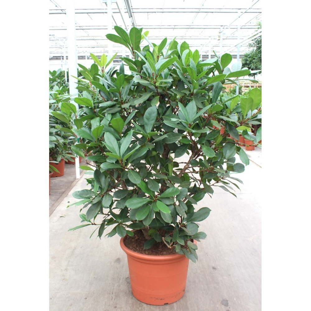 Ficus Cyathistipula.
