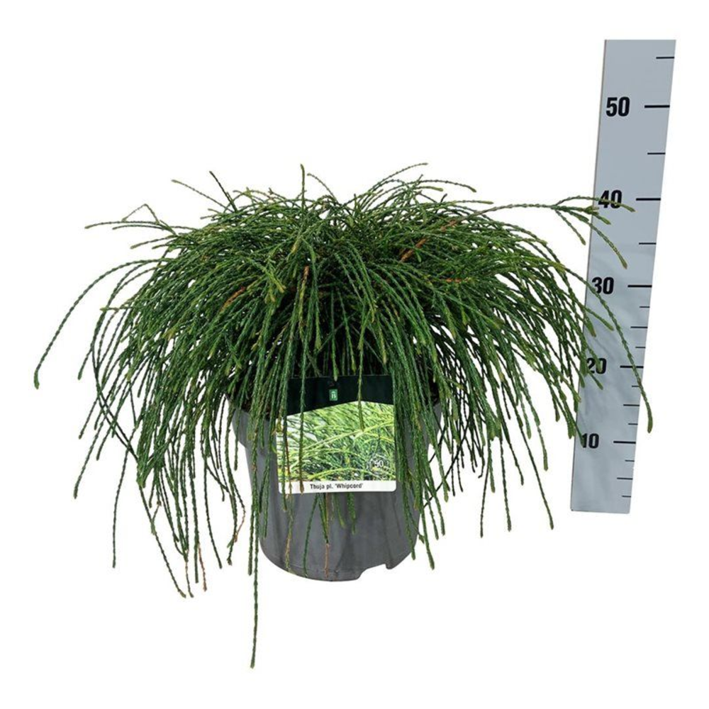 Thuja pl. 'Whipcord'.