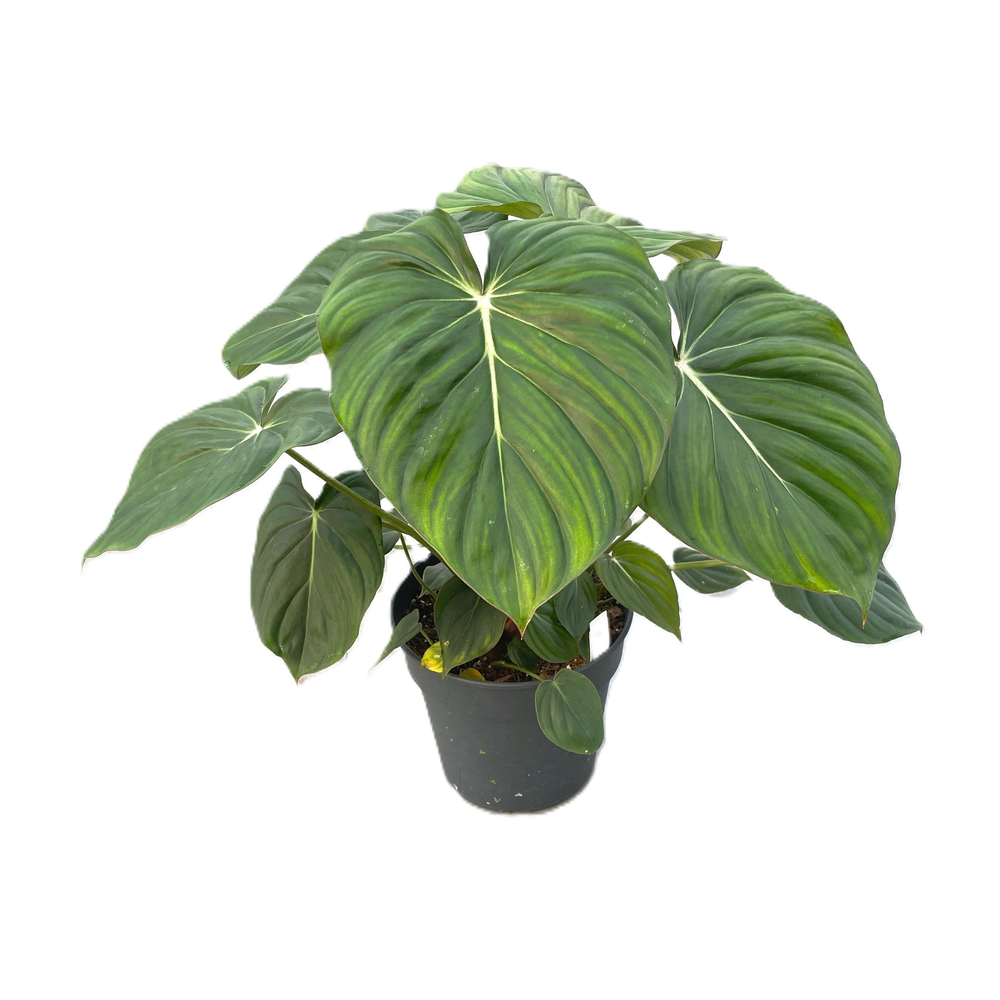 Philodendron 'Mc Dowell' p24 3pp.