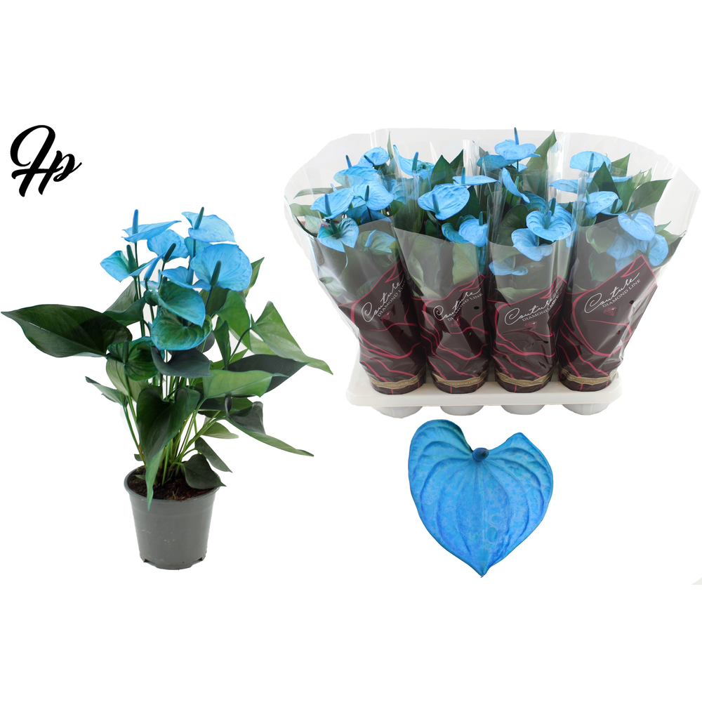 Anthurium 14 cm Make-Upz Blue in Couture Diamond L.