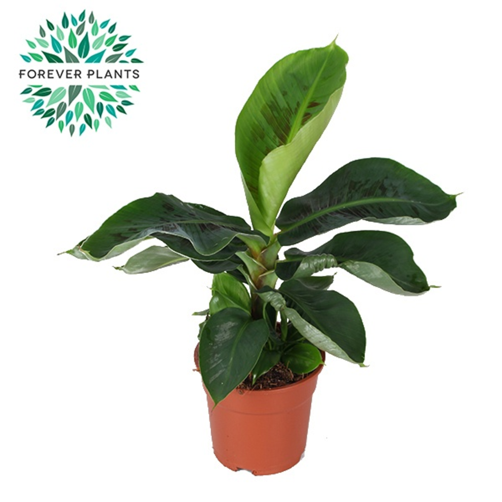 Musa Oriental Dwarf p17.